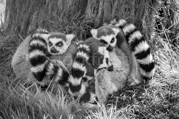 Sleeping Ring Tailed Lemurs. Stock photo © lucielang