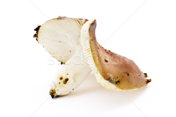 Brązowy muchomor biały charakter jesienią Zdjęcia stock © lucielang