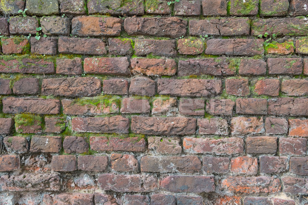 Stockfoto: Mos · gedekt · oude · muur · textuur · muur