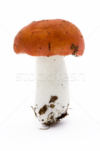[[stock_photo]]: Rouge · champignon · vénéneux · blanche · nature · automne · air