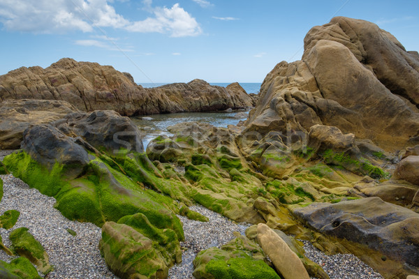 岩 水池 覆蓋 綠色 海草 海 商業照片 © lucielang