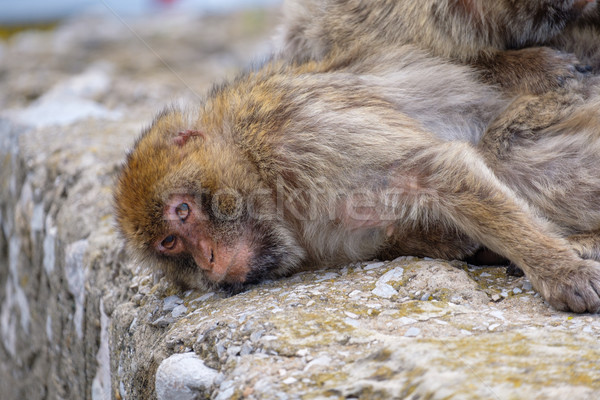 Sleepy Barbary Macaque. Stock photo © lucielang