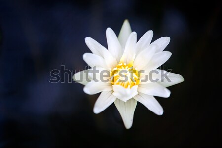 Bella bianco Lotus stagno giardino botanico fiore Foto d'archivio © luckyraccoon