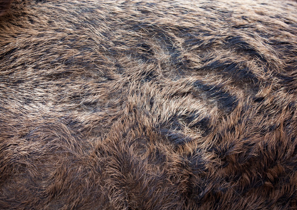 This is closeup of wild boar fur Stock photo © luckyraccoon