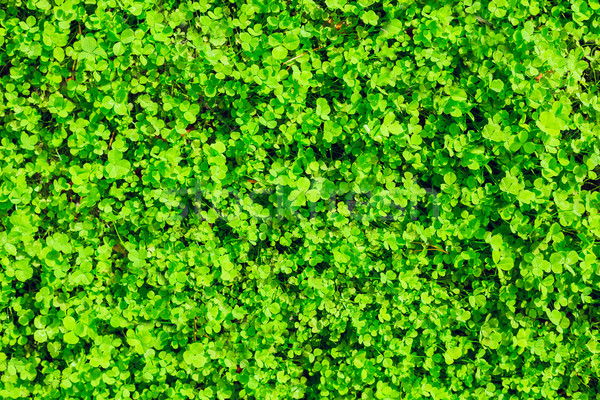 green grass texture background  Stock photo © luckyraccoon