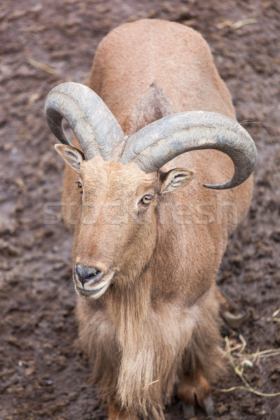 Portret capră mare munte blană Imagine de stoc © luckyraccoon
