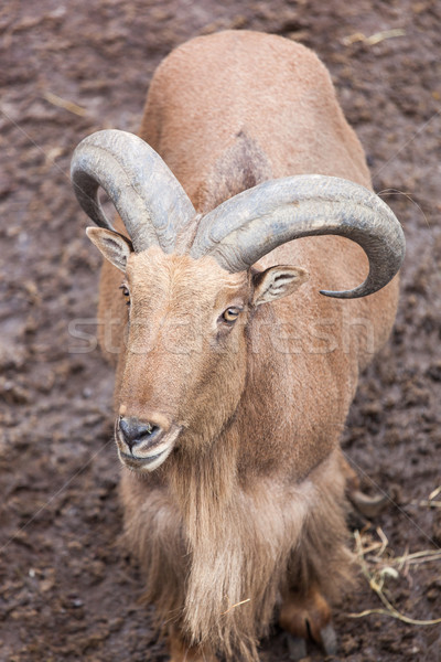 Foto stock: Retrato · cabra · grande · montana · piel