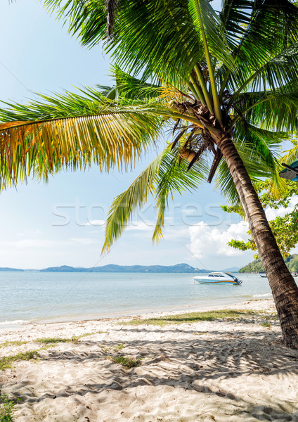 Perfecto tailandés playa arena blanca Tailandia palmeras Foto stock © luckyraccoon