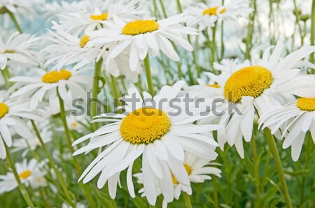 daisy flower Stock photo © luiscar