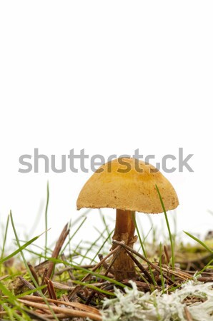 Stock foto: Saisonabhängig · Pilze · weiß · Wald · Natur · Schönheit