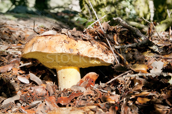 Tinóru gomba közelkép szezonális gombák erdő szépség Stock fotó © luiscar
