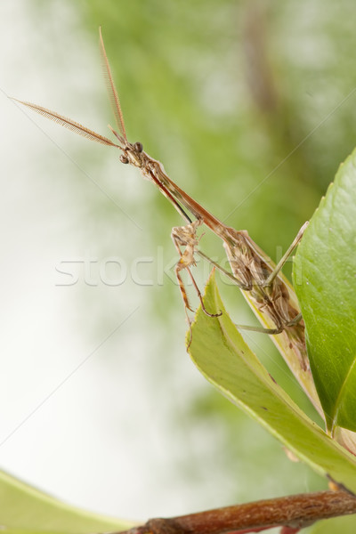 Stock photo: praying mantis