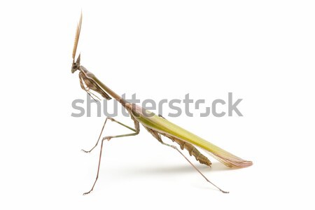 praying mantis Stock photo © luiscar