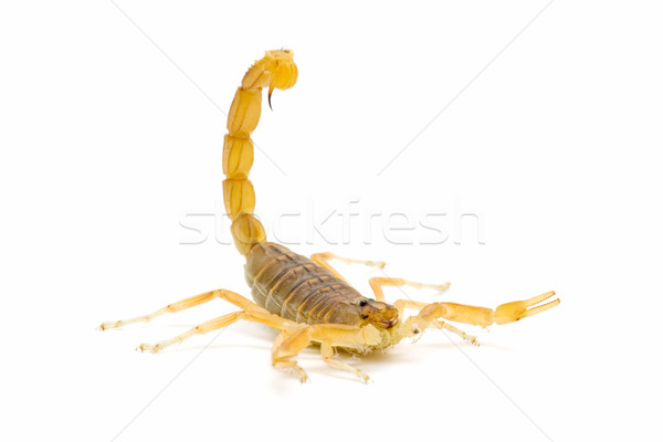 Skorpió közelkép vad fehér háttér állatok Stock fotó © luiscar