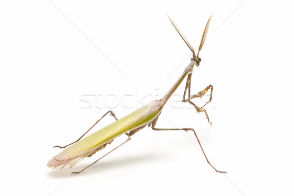 Foto stock: Rezando · cerrado · blanco · naturaleza · jardín