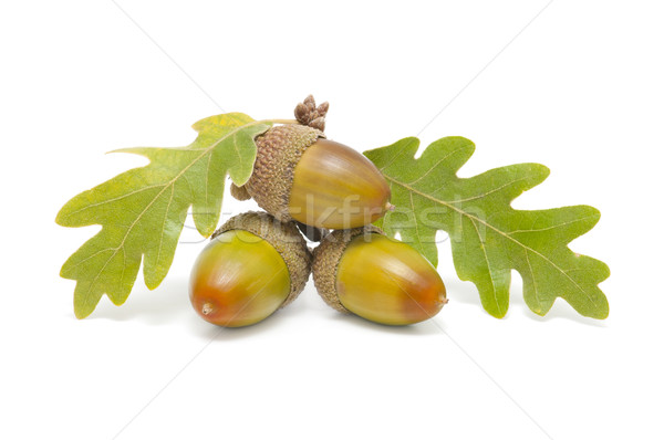 three acorns with oak leaves Stock photo © luiscar