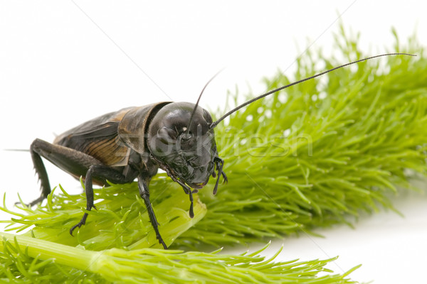 Macro cricket bianco natura notte satellite Foto d'archivio © luiscar