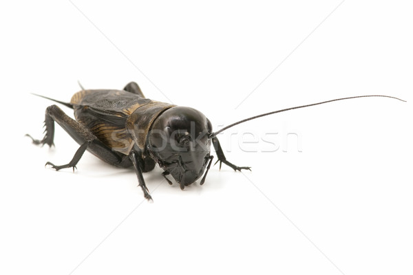 Macro cricket bianco natura notte satellite Foto d'archivio © luiscar