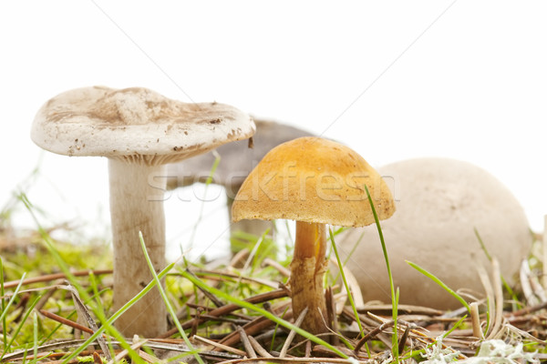 Saisonabhängig Pilze weiß Wald Natur Schönheit Stock foto © luiscar