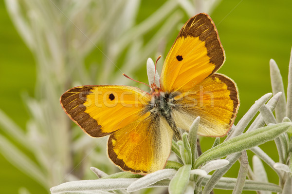 butterfly Stock photo © luiscar