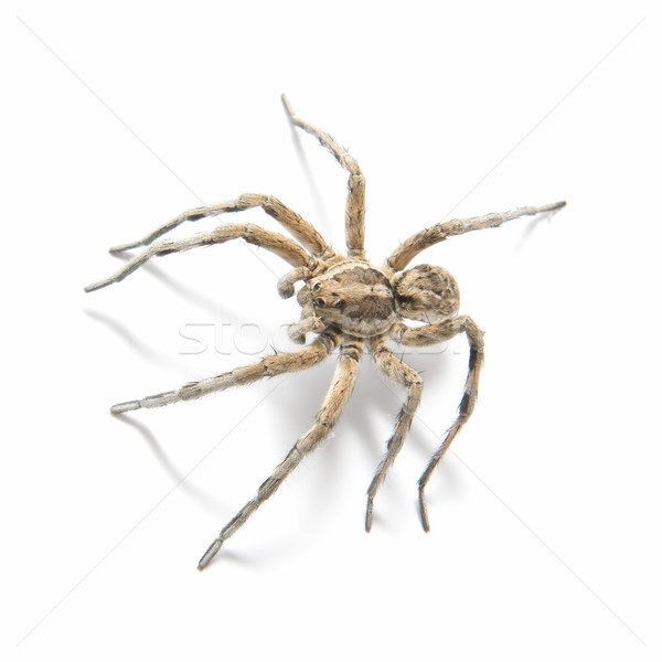 tarantula wolf Stock photo © luiscar