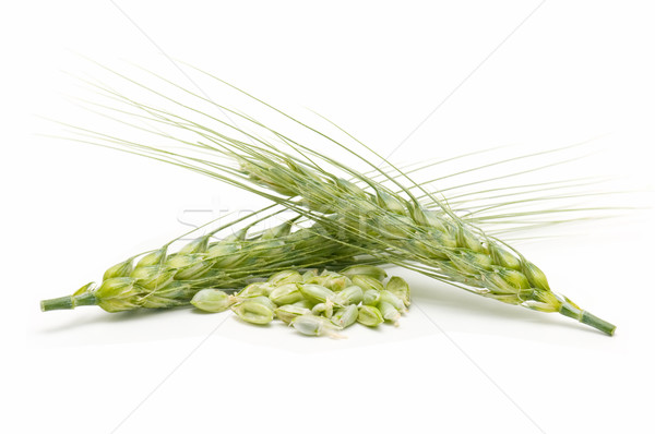 Stok fotoğraf: Kulaklar · mısır · beyaz · yaz · yeşil · bitki