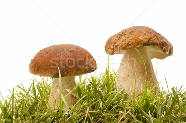 Saisonabhängig Pilze weiß Wald Natur Schönheit Stock foto © luiscar