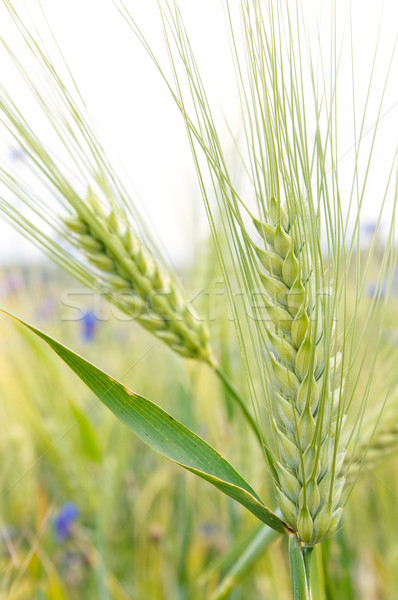 Foto stock: Cereal · campo · orelhas · milho · verão · verde