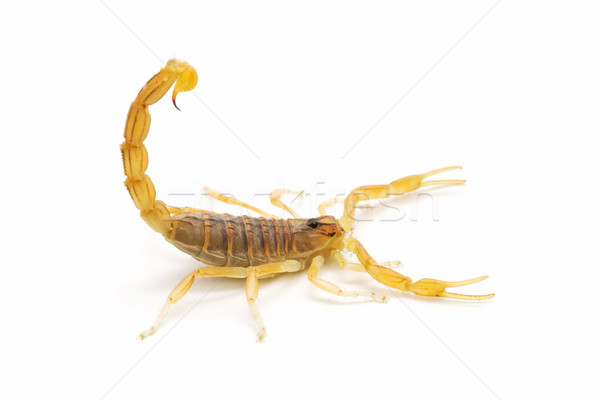 Foto stock: Escorpión · primer · plano · blanco · fondo · animales
