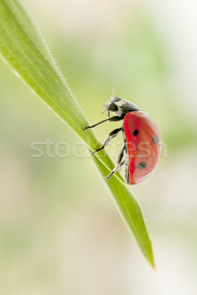 Ladybug dziedzinie ogród piękna zielone anteny Zdjęcia stock © luiscar