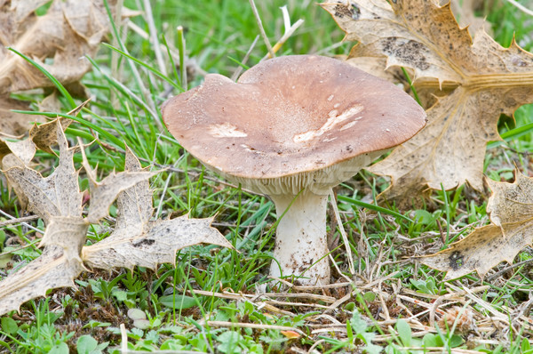 Sezonier ciuperci natural habitat pădure natură Imagine de stoc © luiscar
