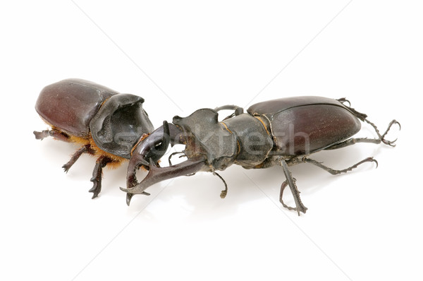 stag beetle and rhinoceros beetle Stock photo © luiscar