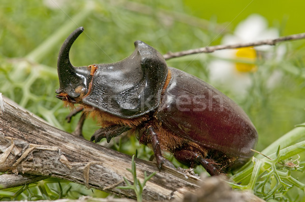 rhinoceros beetle  Stock photo © luiscar