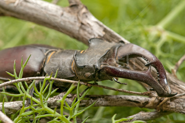 Stock photo: stag beetle