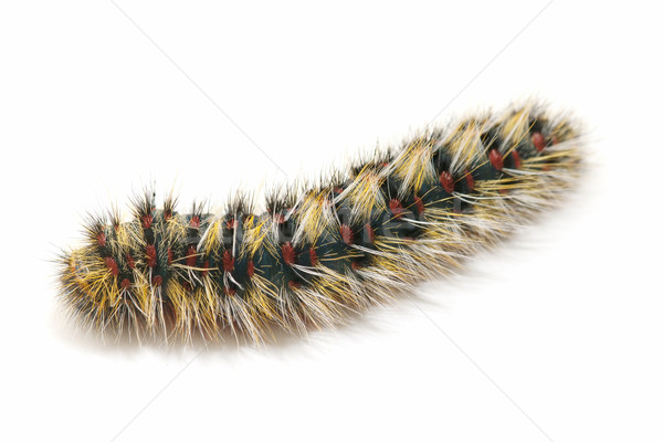 Poilue Caterpillar fermé blanche nature couleurs Photo stock © luiscar