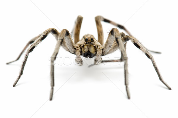 Stockfoto: Tarantula · wolf · geïsoleerd · witte · dieren · zwarte