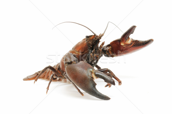 Râu crab izolat alb alimente natură Imagine de stoc © luiscar