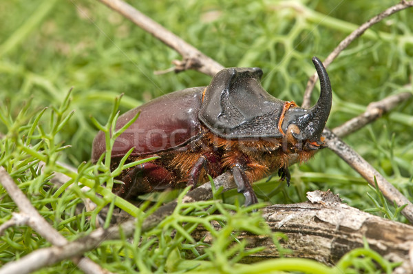 rhinoceros beetle  Stock photo © luiscar