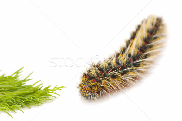 волосатый Caterpillar закрыто белый природы цветами Сток-фото © luiscar
