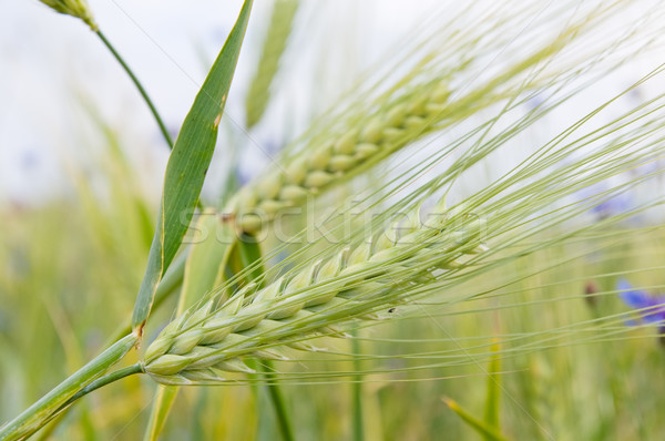 Stok fotoğraf: Tahıl · alan · kulaklar · mısır · yaz · yeşil
