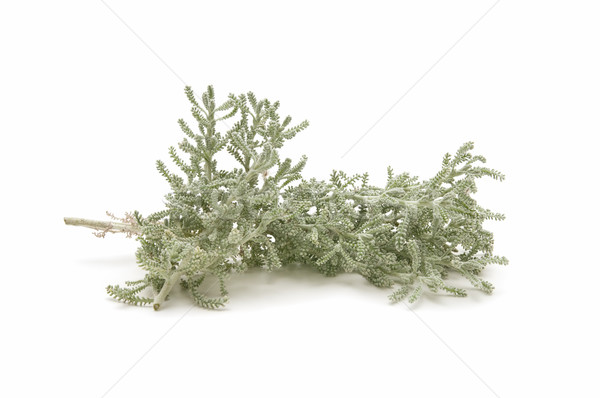 thyme herb Stock photo © luiscar