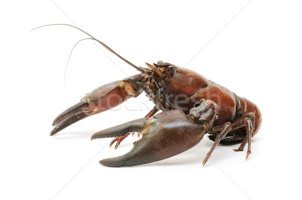 Río cangrejo aislado blanco alimentos naturaleza Foto stock © luiscar