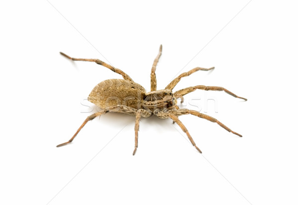 örümcek yalıtılmış beyaz arka plan hayvanlar tehlike Stok fotoğraf © luiscar