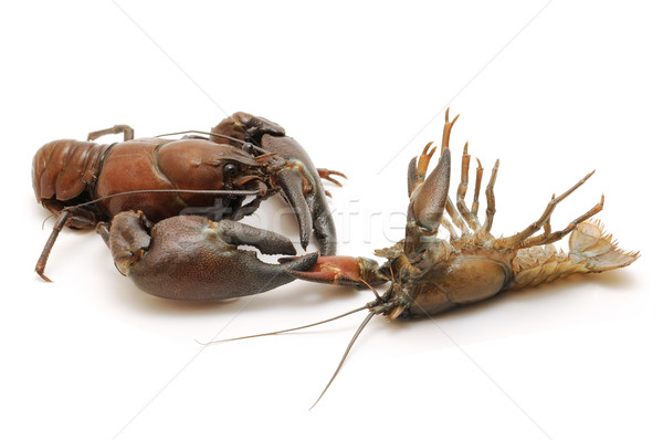 Râu crab izolat alb alimente natură Imagine de stoc © luiscar