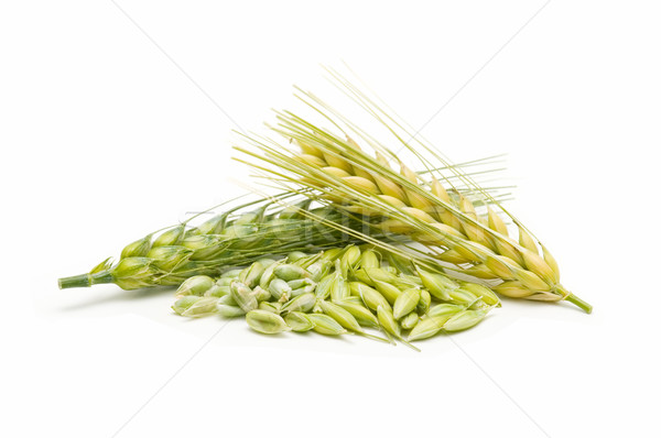 Stock fotó: Fülek · kukorica · fehér · nyár · zöld · növény