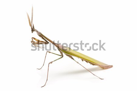 Stock photo: praying mantis