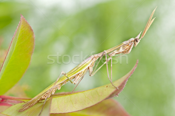 praying mantis Stock photo © luiscar