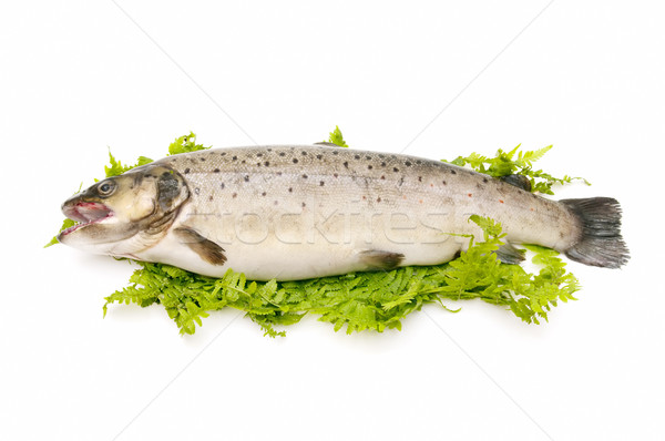鱒魚 傳統 風格 白 食品 商業照片 © luiscar
