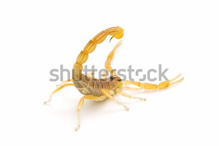 скорпион белый фон животные Сток-фото © luiscar