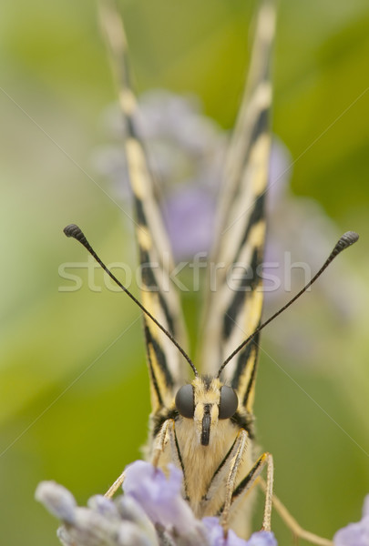 Borboleta campo flores jardim primavera Foto stock © luiscar